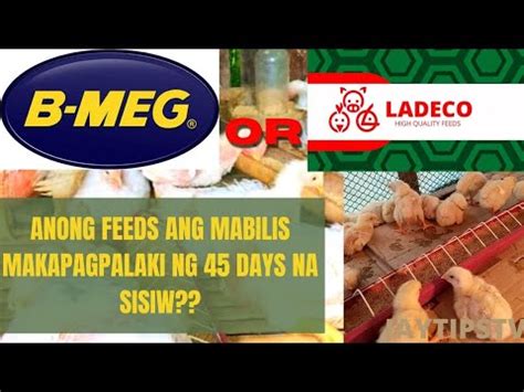 TIPS SA PAGPAPATUKA NG 45 DAYS BROILER CHICKEN .